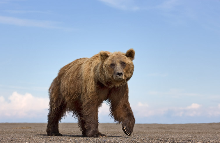 Brown bear (Ursus horribilis) August 2008.